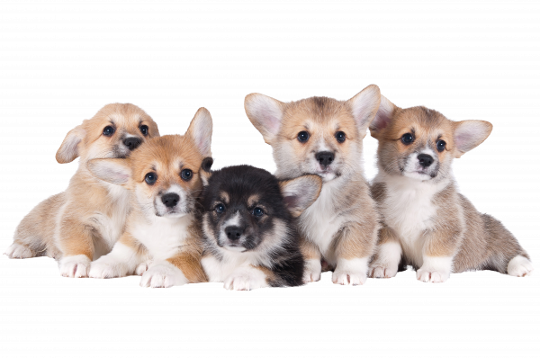 FILHOTES DE WELSH CORGI PEMBROKE