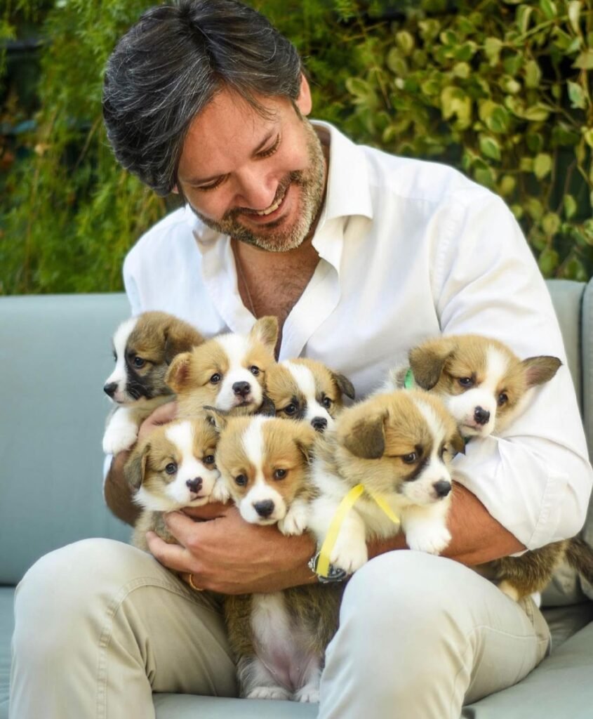 Filhotes Corgi Maison Jodinis