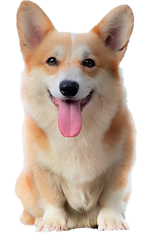 Filhote de cães da Raça Welsh Corgi Pomebrok em SP
